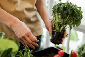 Dicas para uma Horta Sustentável em Casa